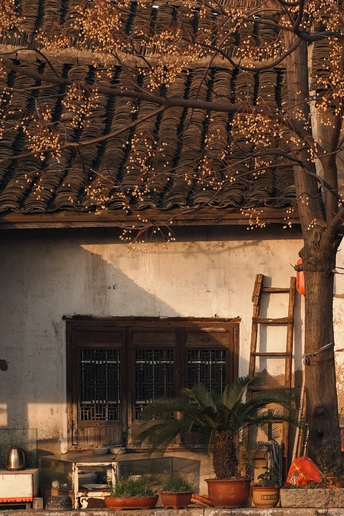 带有梯子和屋顶上的花盆的老建筑