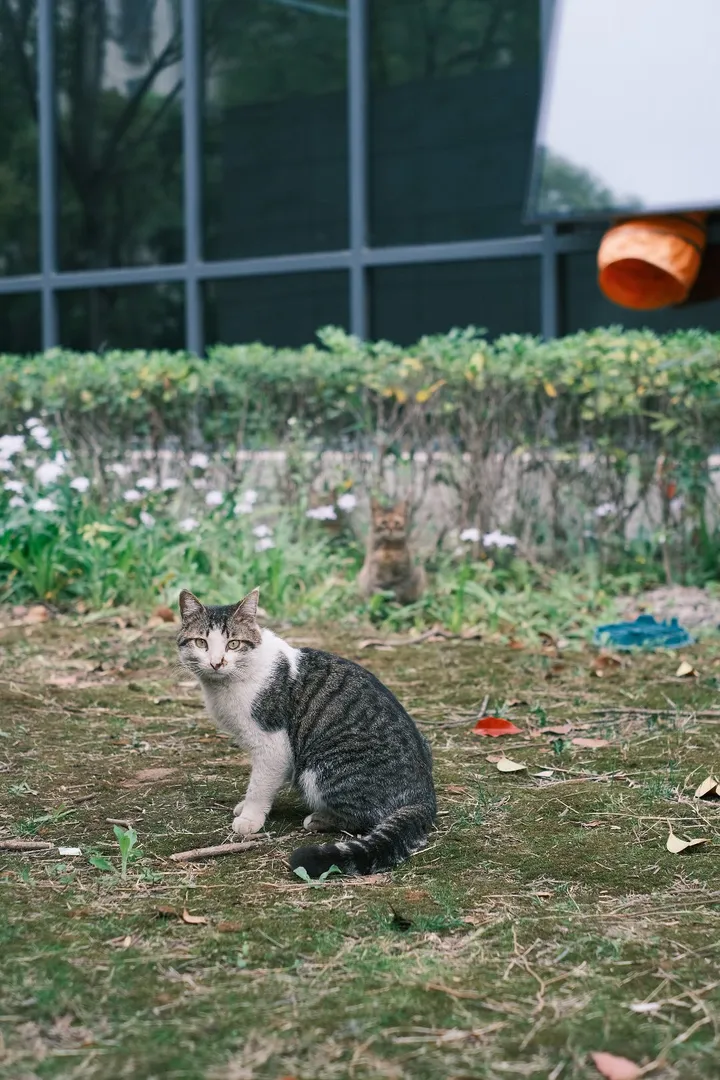 猜猜照片里有几只铁憨憨