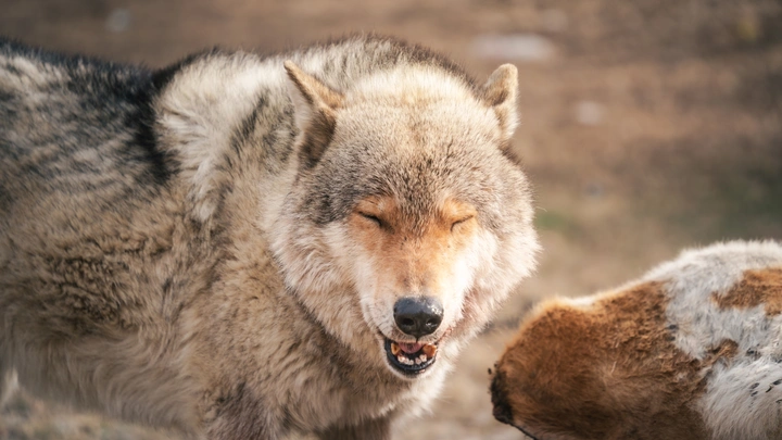 野狼谷的表情狼🐺