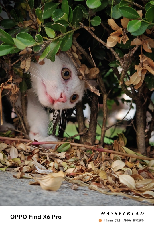 一只白色的猫藏在树底下