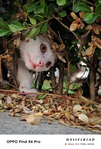 一只白色的猫藏在树底下