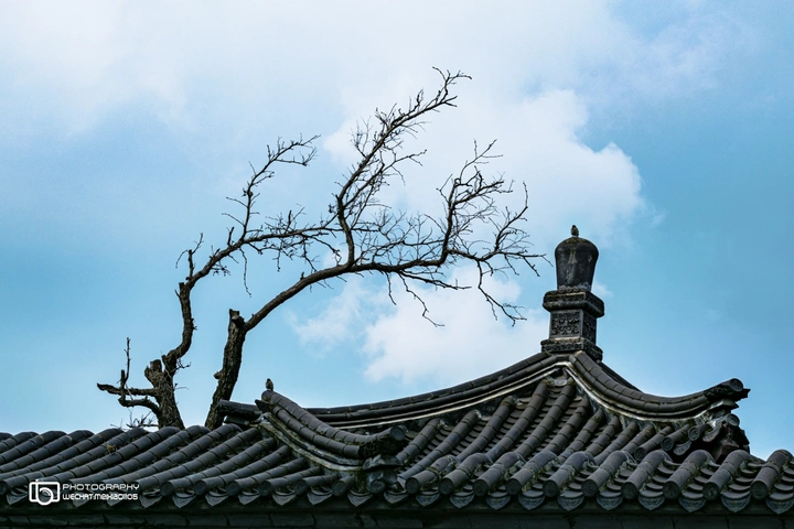 寒梢