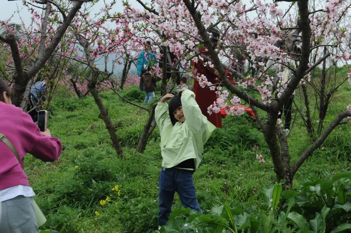 李文全随拍：桃花自拍花期，蜜蜂
