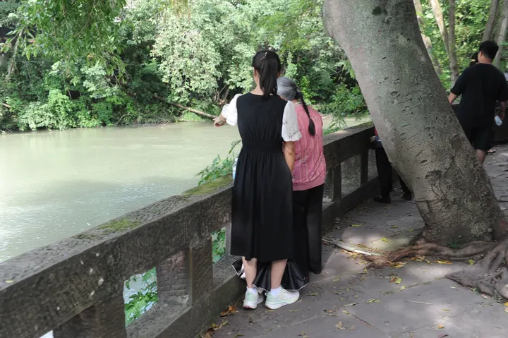 李文全随拍：斜树小溪，成群结队的小鱼织着涟漪