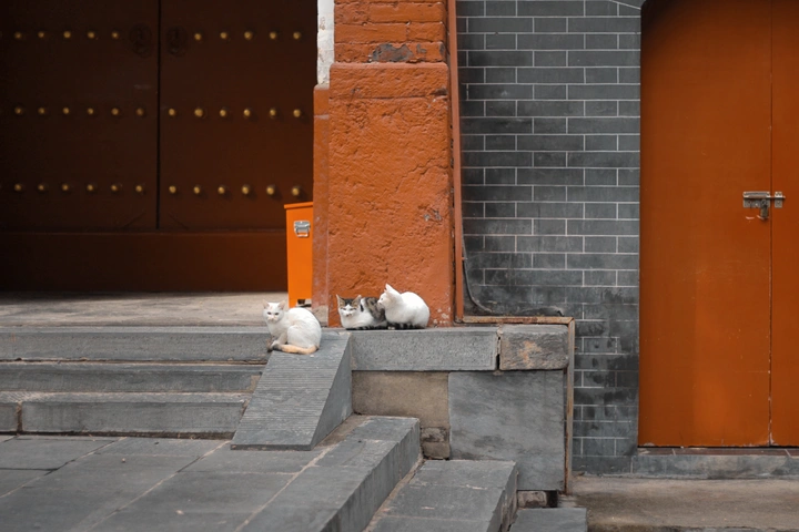 寺庙猫猫
