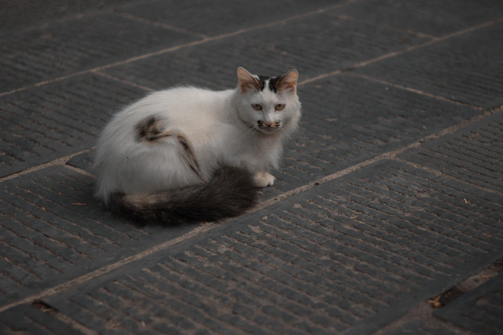 高冷猫猫