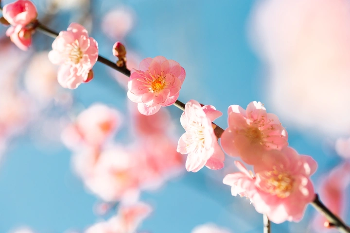 粉色梅花