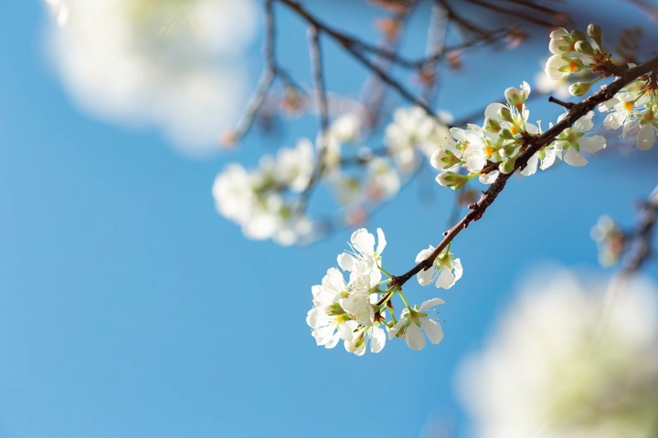 白色李子花