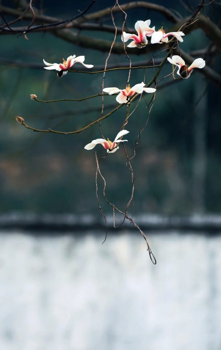 春天里