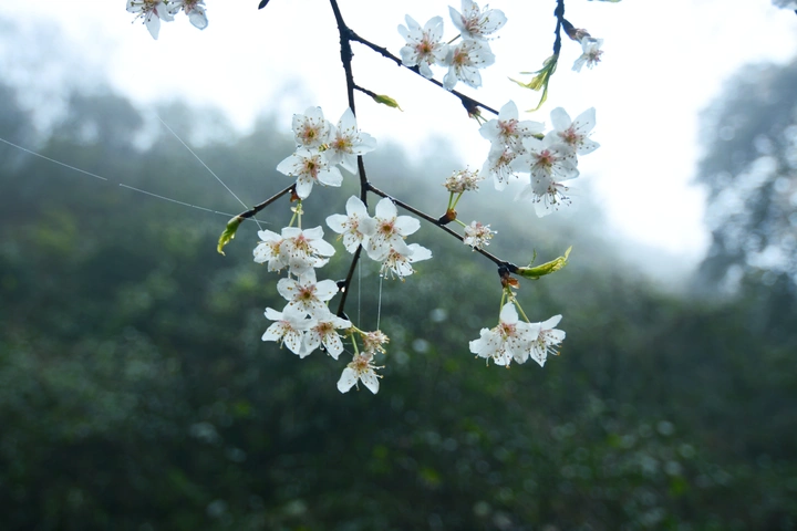 雨后樱花