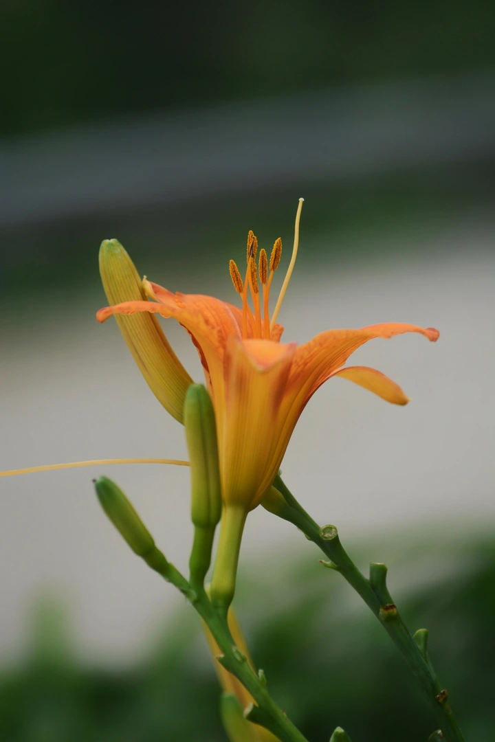 黄花