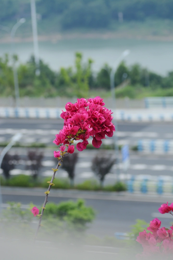 花在丛中笑