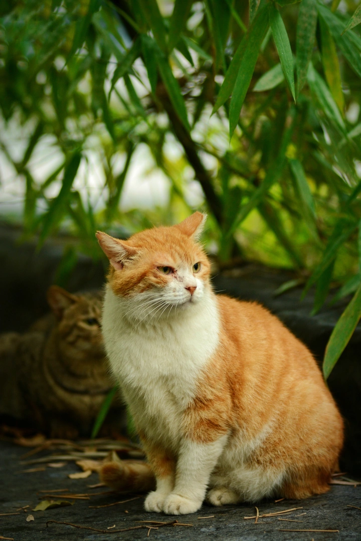 鹅岭公园野猫