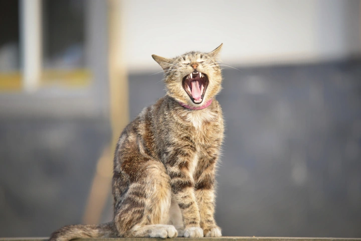 家猫