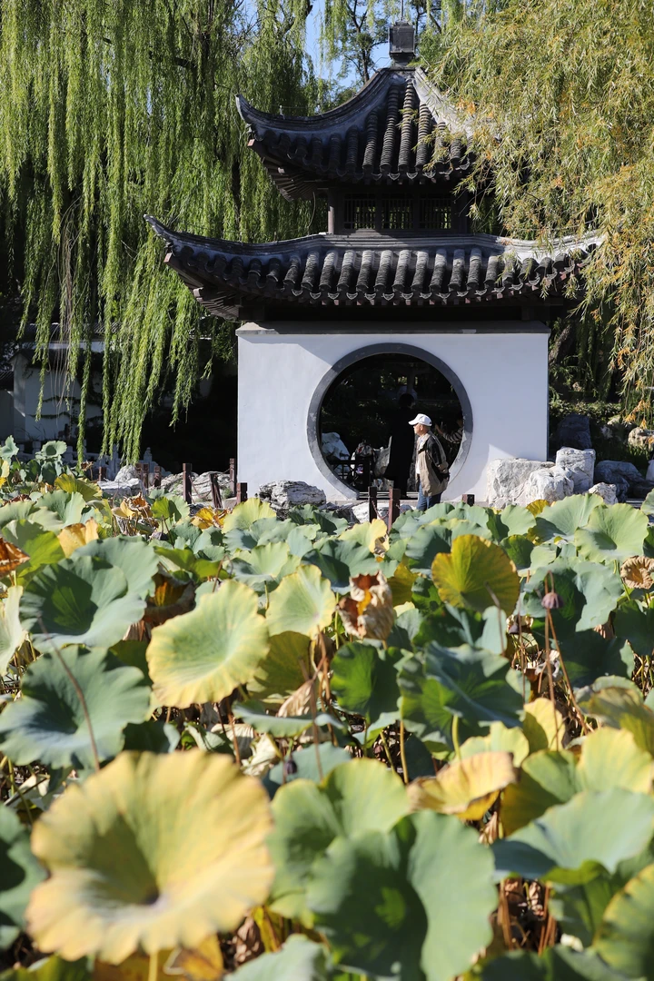 秋荷