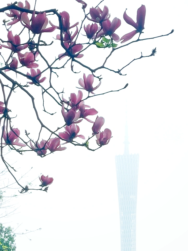 羊城春暖
