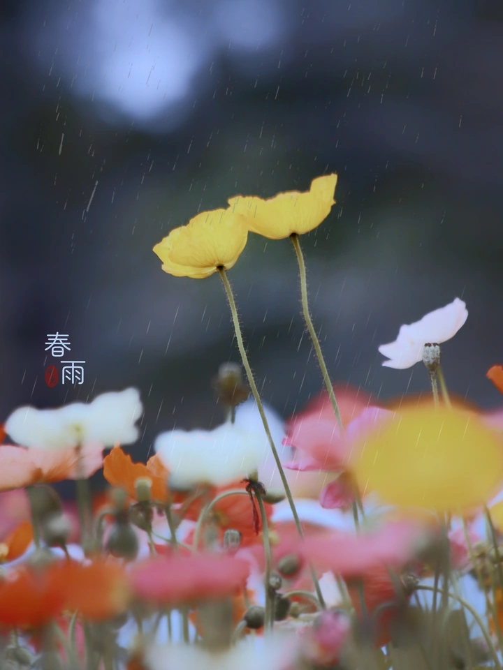 小蛮腰下虞美人
