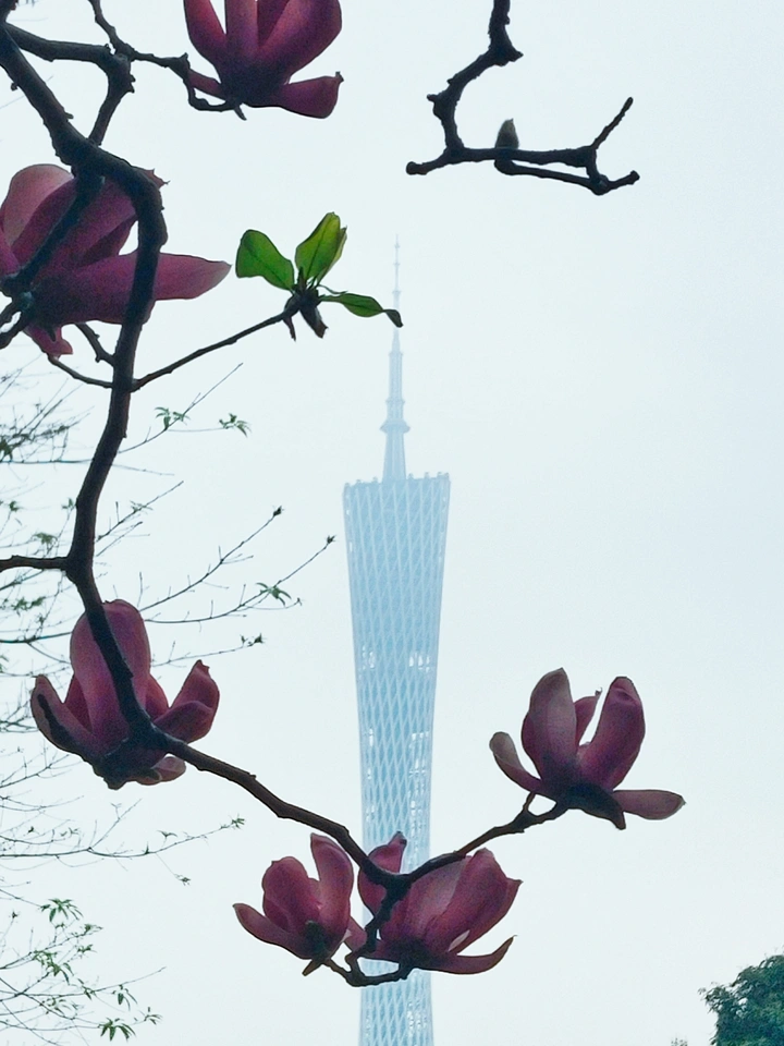 羊城风暖玉堂春