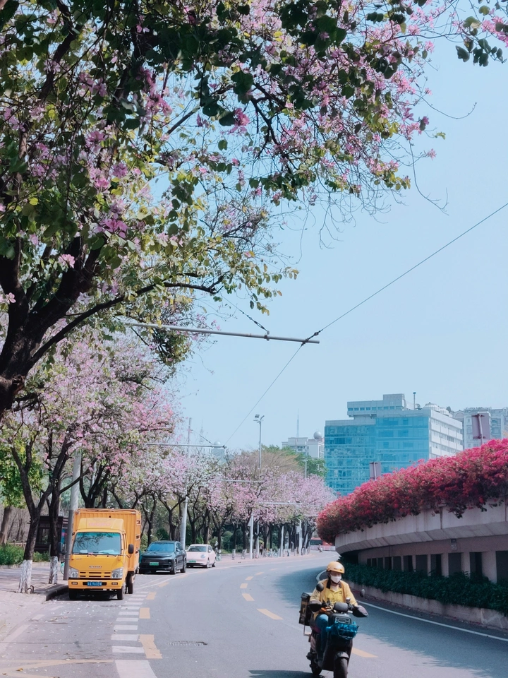 人民北路紫荆开