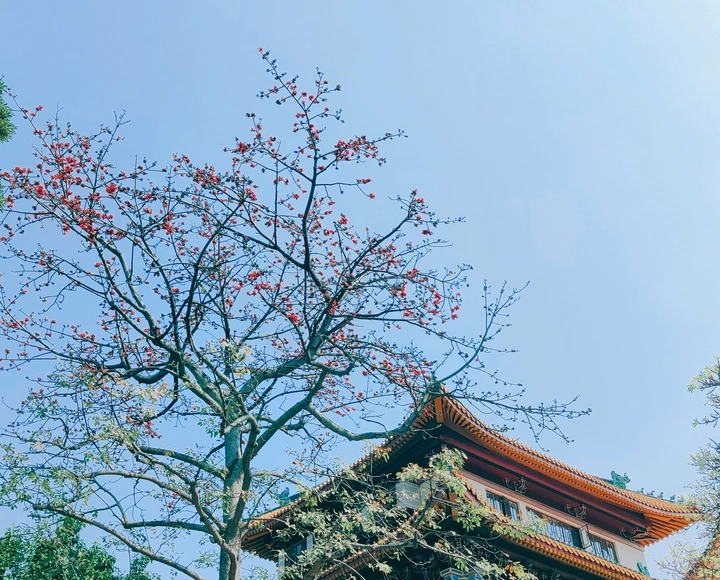 广州木棉红