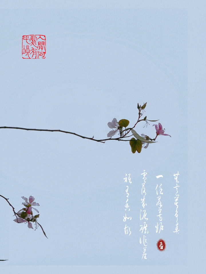 洋紫荆遇到中国风