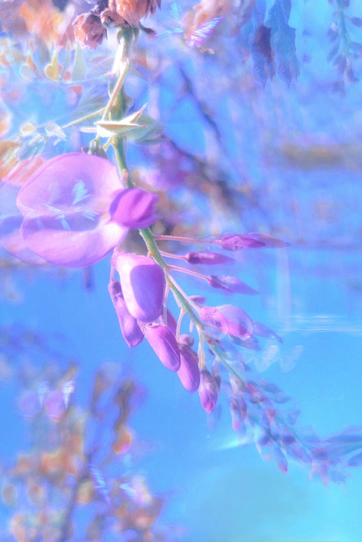 紫色的浪漫