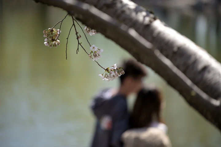 樱花树下