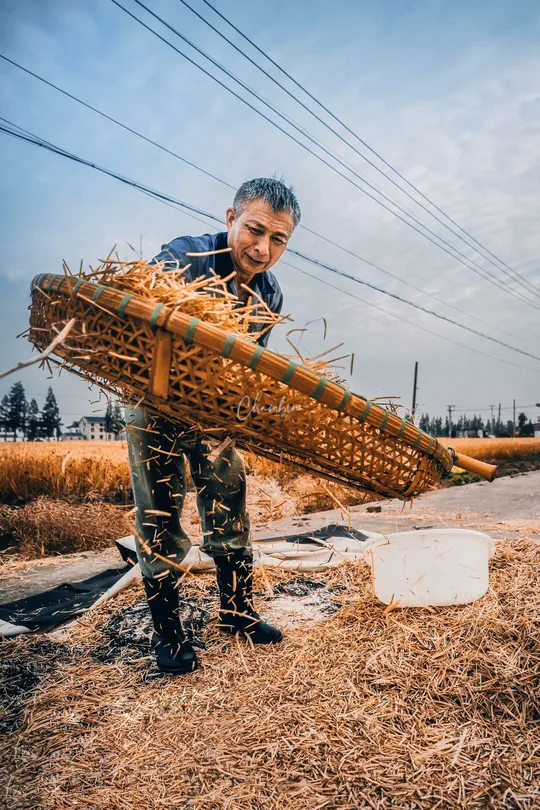 一个男子在田地里拿着一个装满麦草的篮子。
