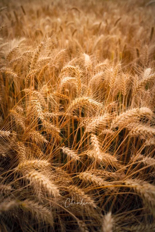 麦田里的金色麦穗