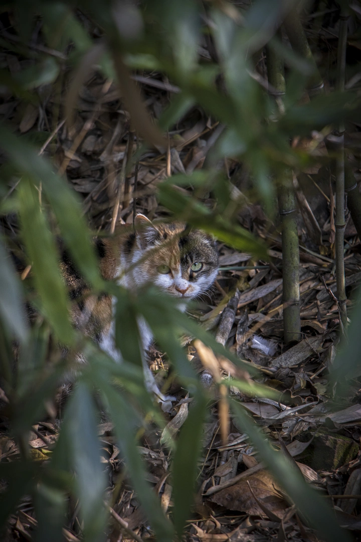 竹林猎手