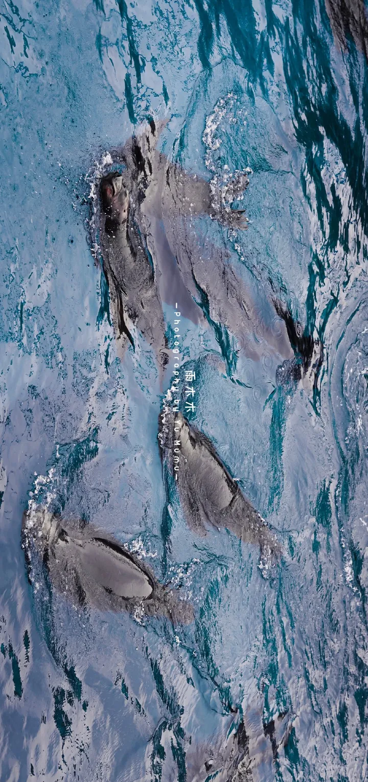 海豹