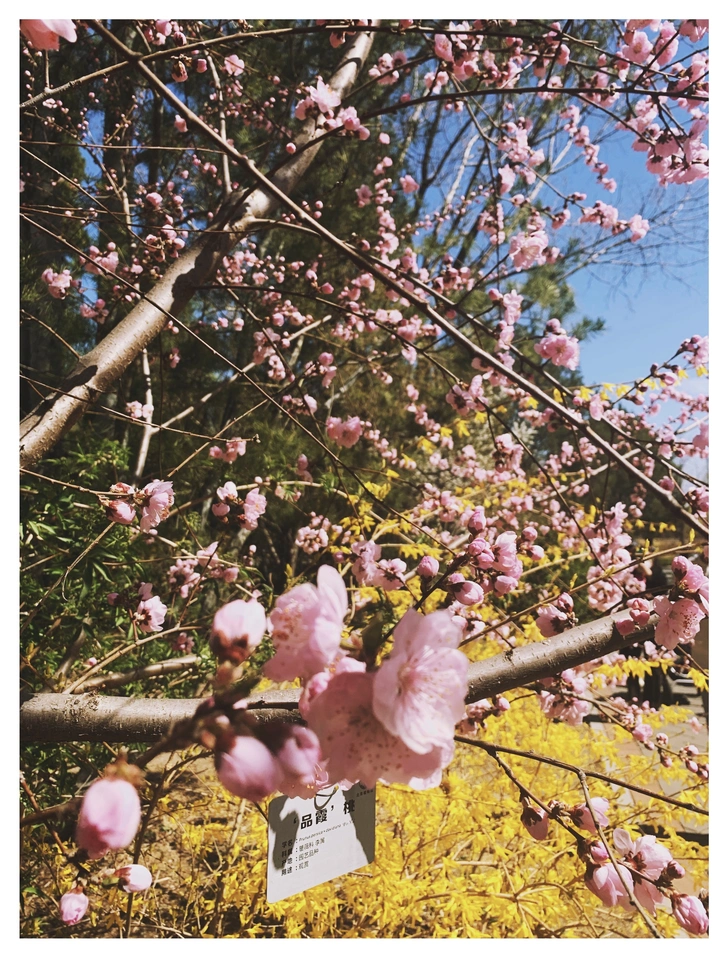 踏青