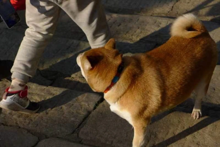 散步