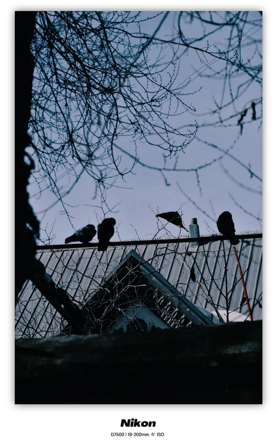 几只黑鸟栖息在围栏和电线附近的一所房子和树旁。