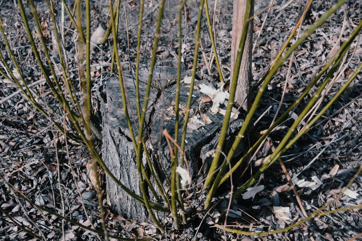 木