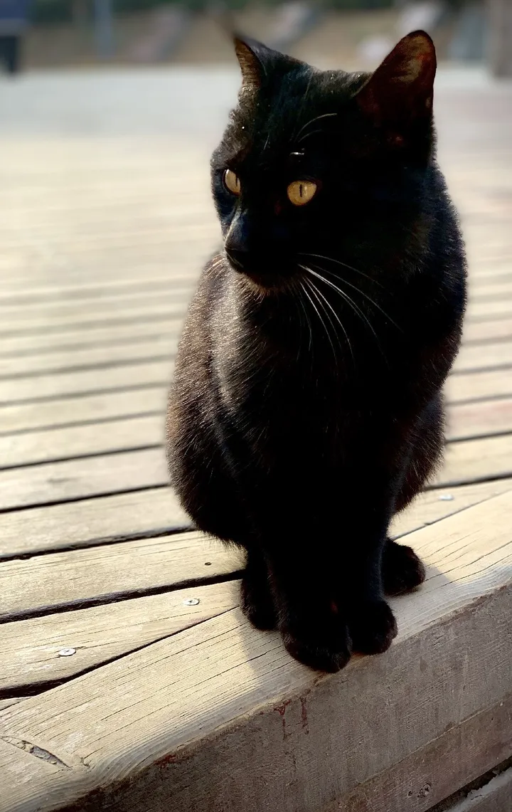 黑猫警长