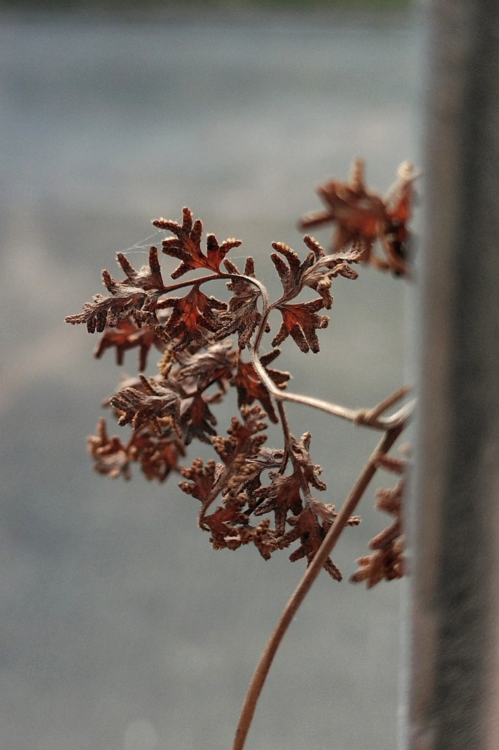 枯蕨，新蕾