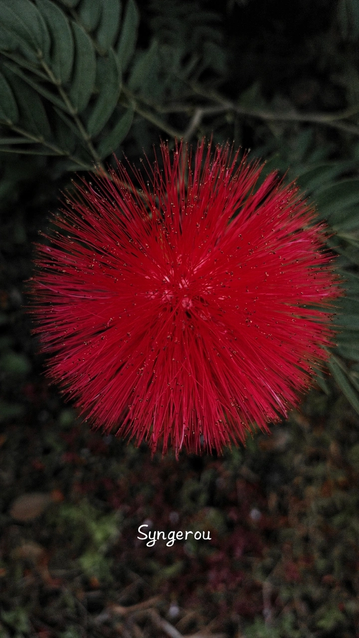 朱缨花（2）