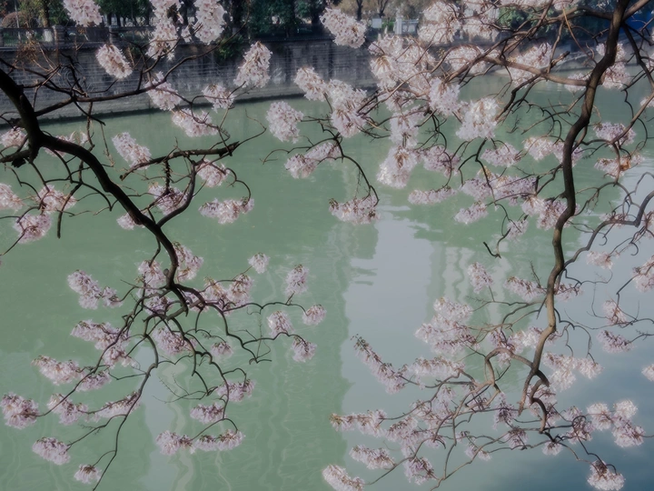 你看，泡桐花的雨