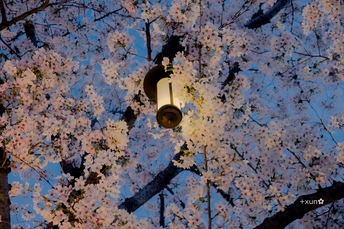 一棵夜晚被街灯照亮的盛开着花的树 背景是蓝天