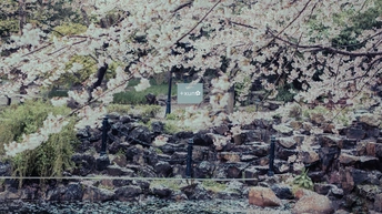 标志立在几块岩石和花旁边