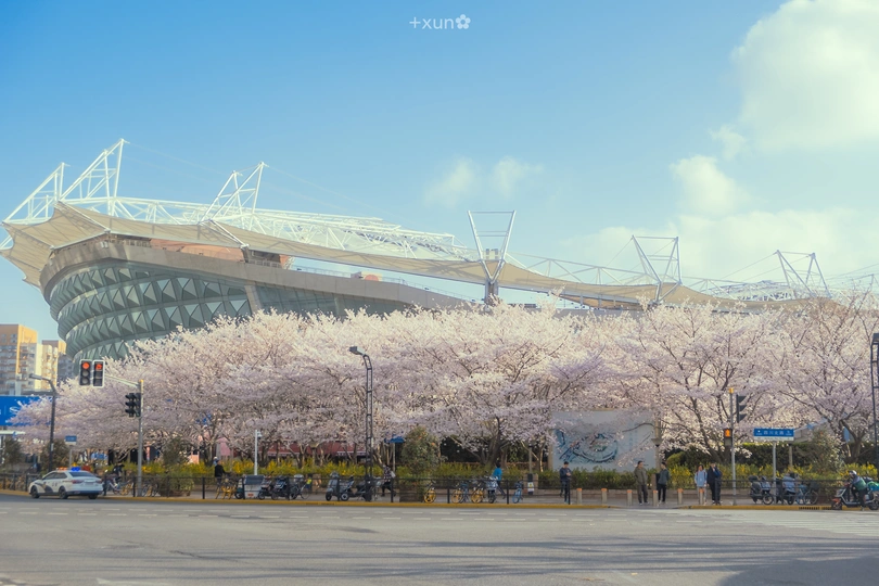 一个有树木和粉红色花朵的街道和一个体育场