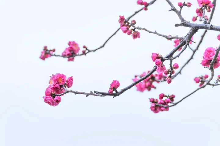 红梅报春枝头俏