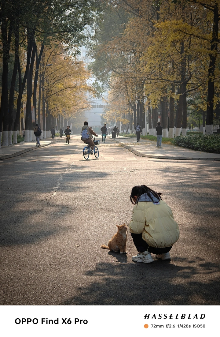 我是猫