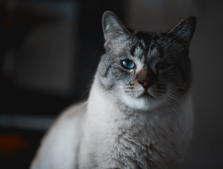 猫肖像