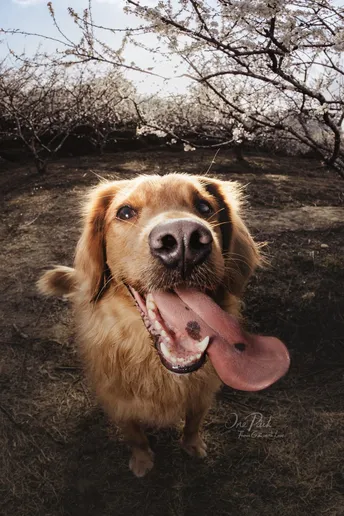 一条金色的狗 它的舌头伸出了嘴巴