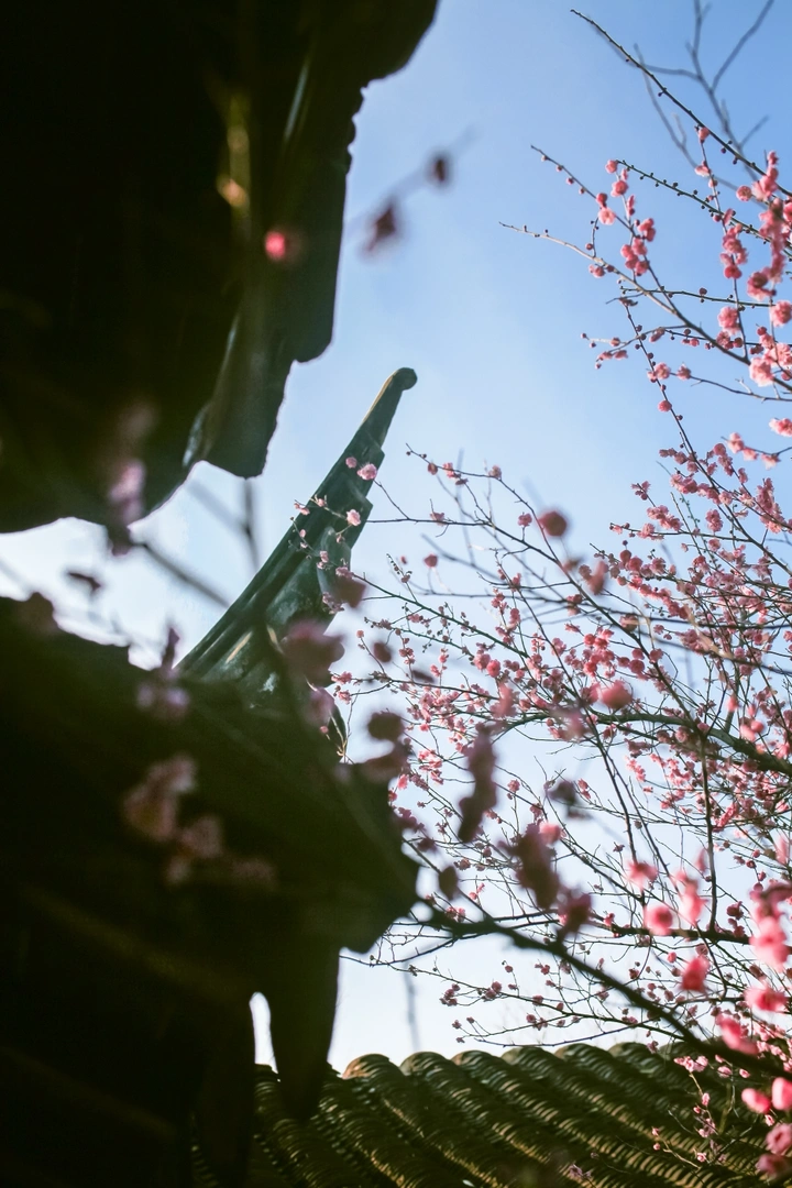 探春光