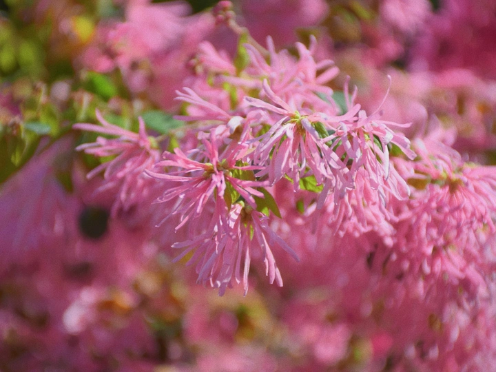 红花继木