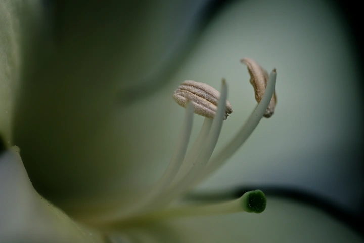 微观花蕊