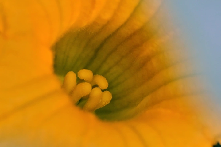花蕊姐妹